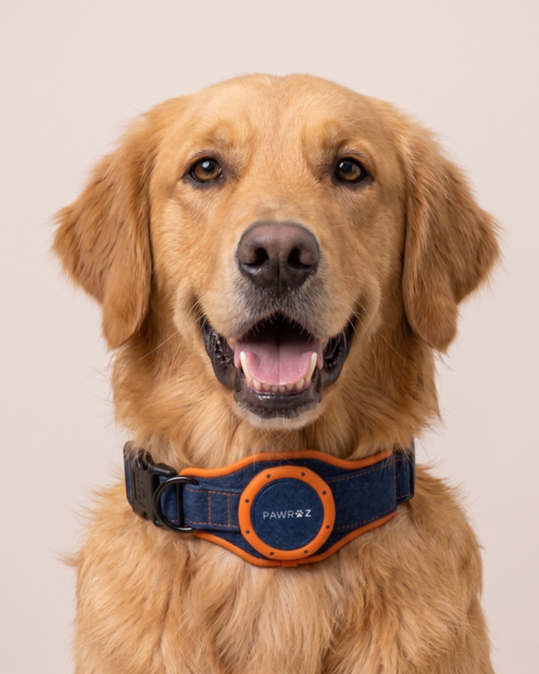 Royal Pup Dog Collar & Leash