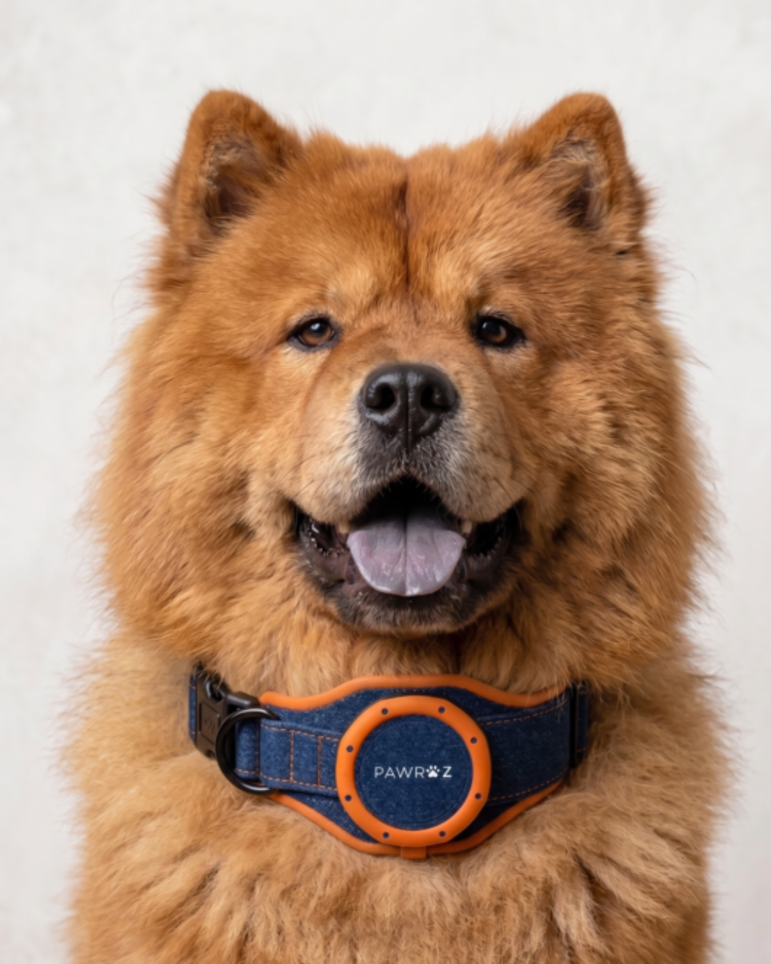 Royal Pup Dog Collar & Leash