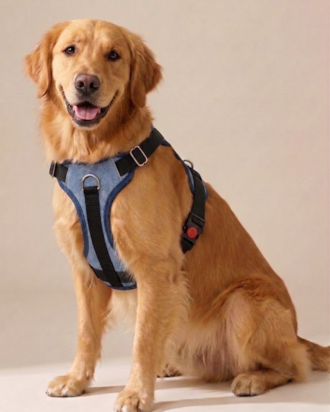 Two-Tone Blue Denim Dog Harness