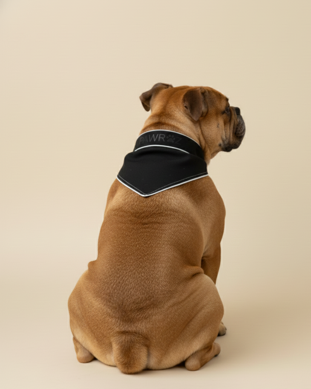 Black Contrast Stripe Dog Bandana