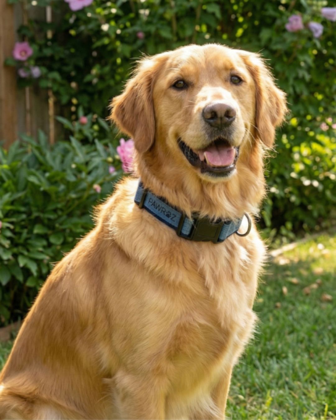 Two-Tone Blue Denim Leash and Collar