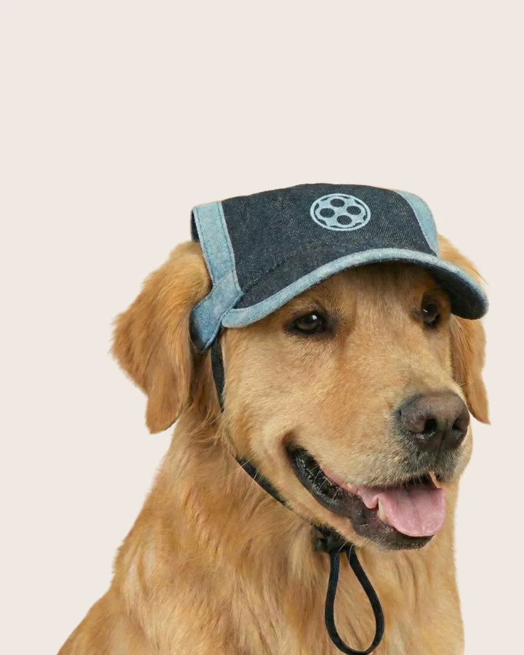 Two-Tone Blue Denim Dog Cap – golden retriever wearing cap