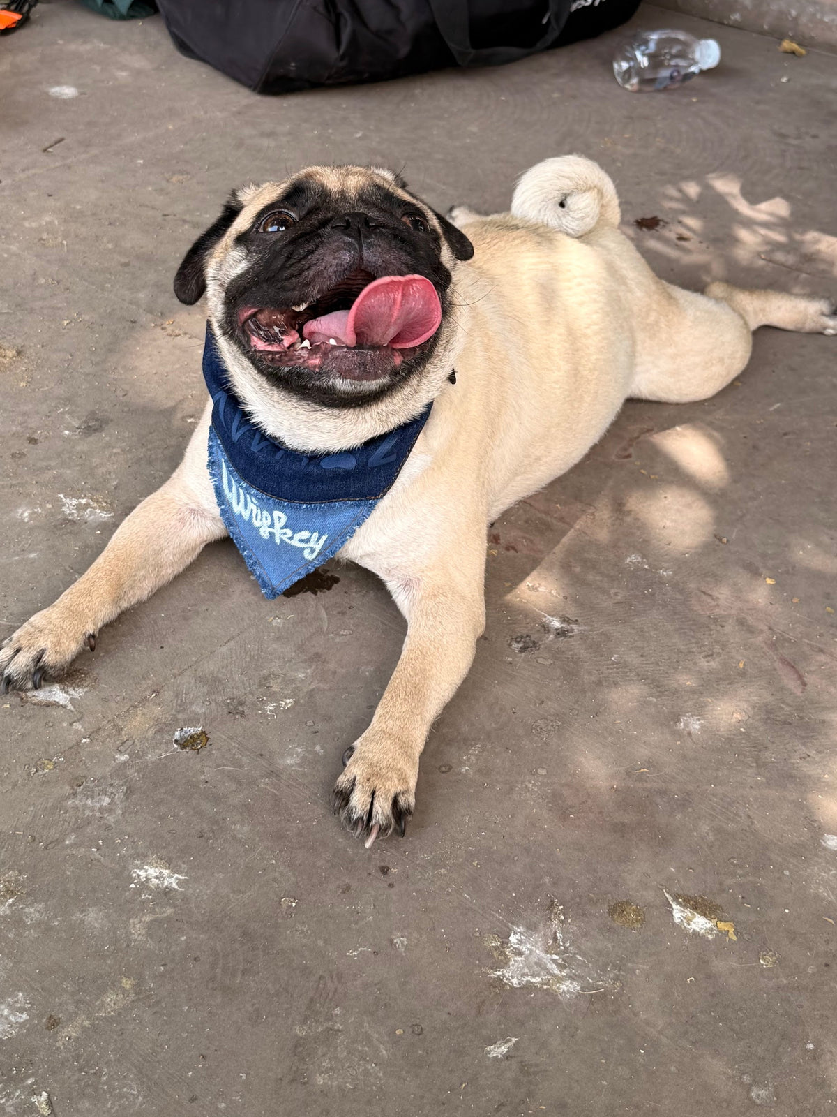 Two Tone Denim Patched Dog Bandana on a pug