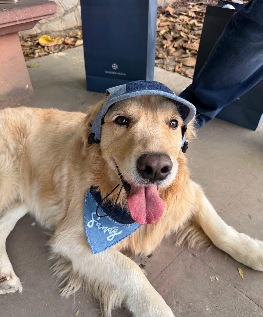 Two Tone Denim Patched Dog Bandana on a golden retriever