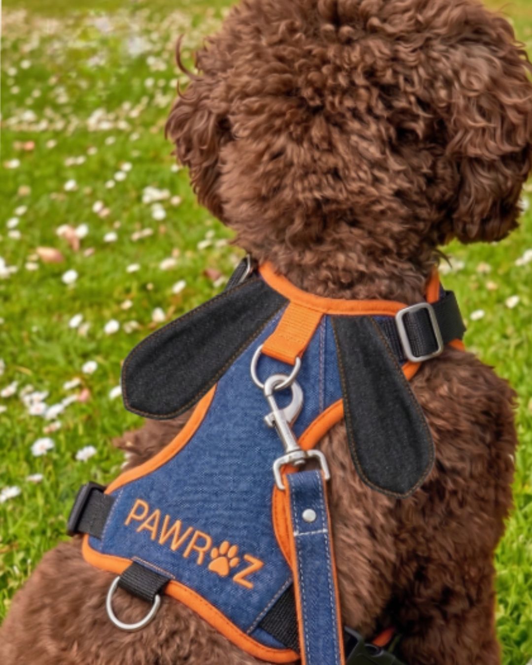 Navy Orange Goofy Play Dog Harness
