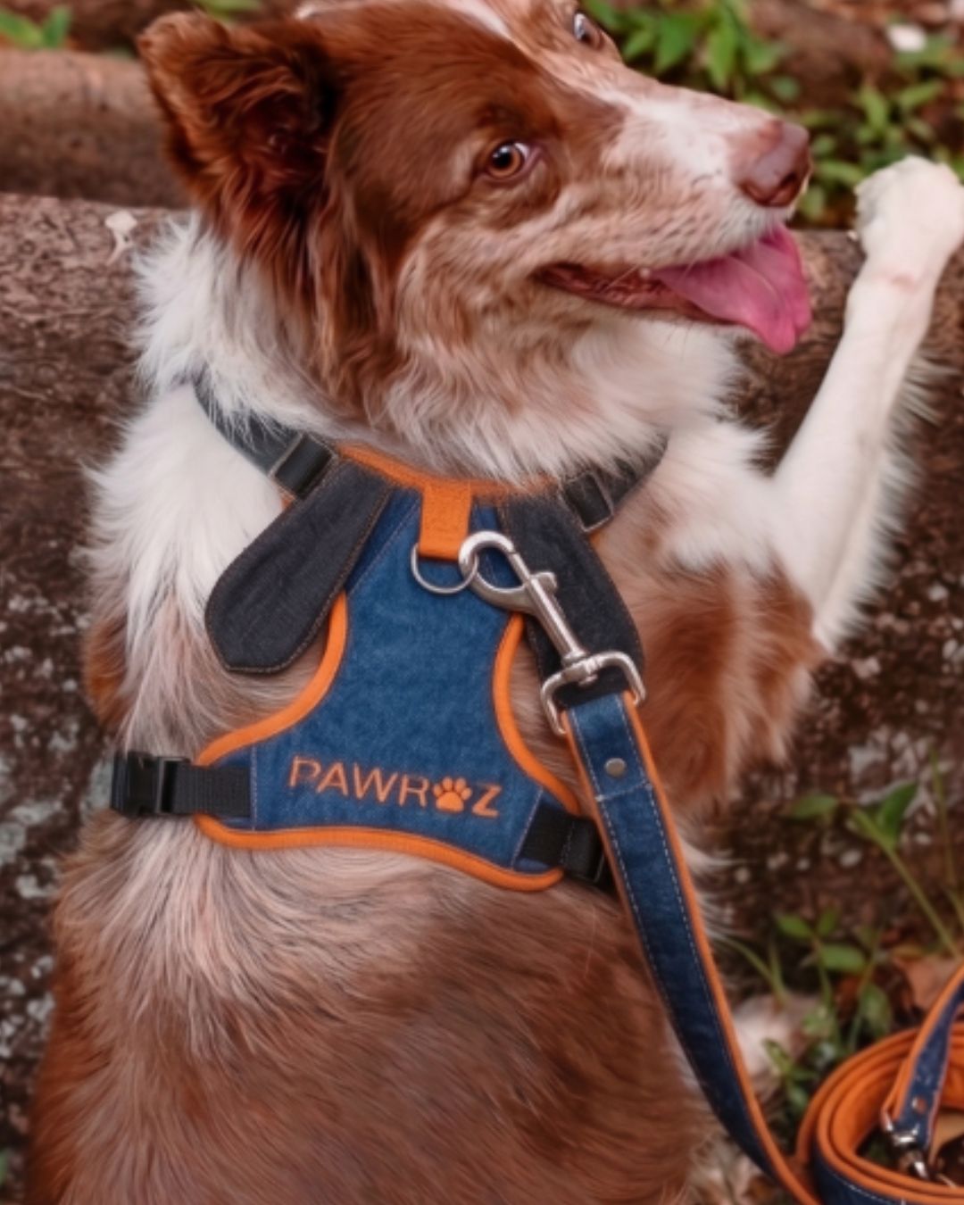 Navy Orange Goofy Play Dog Harness