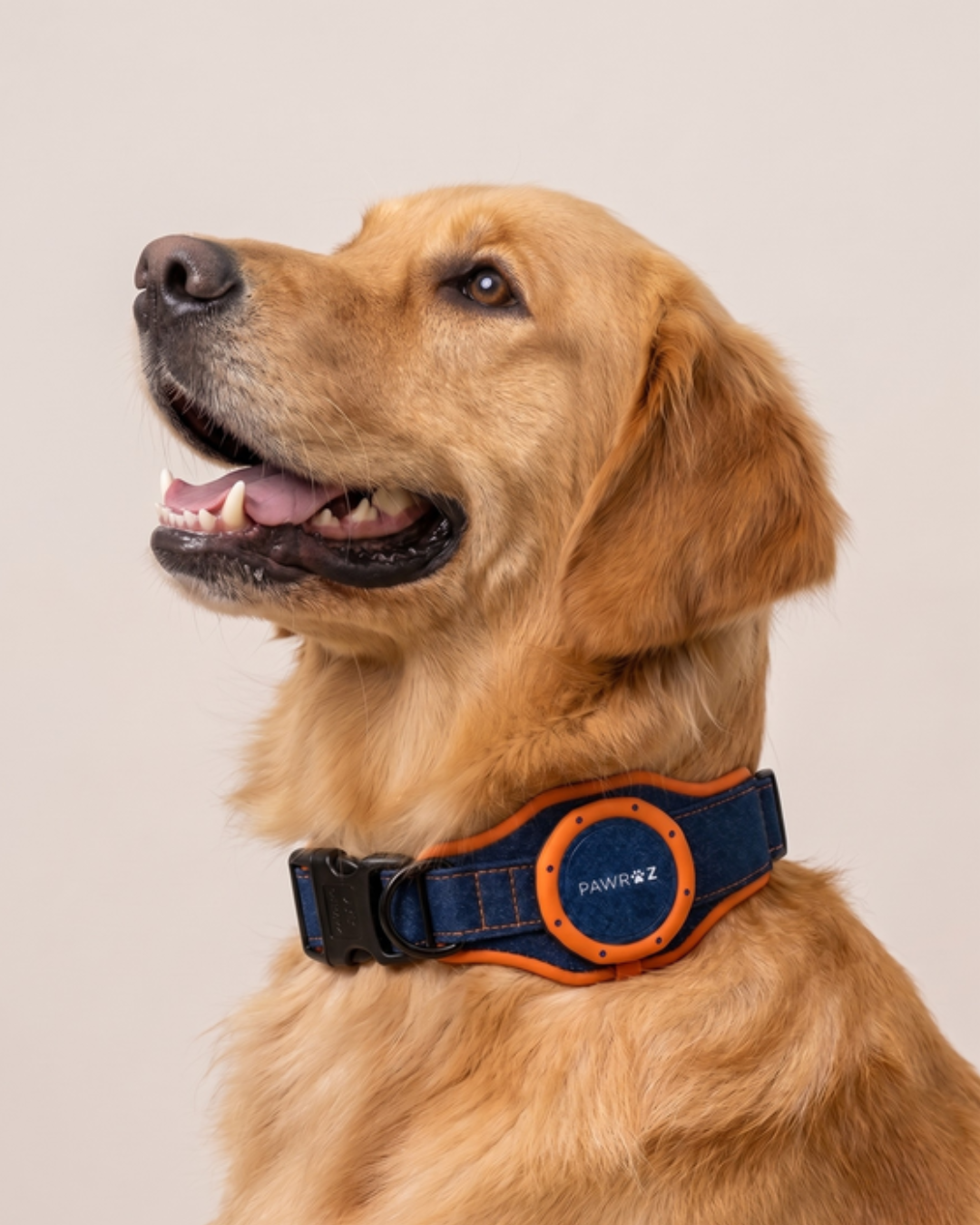 Royal Pup Dog Collar & Leash
