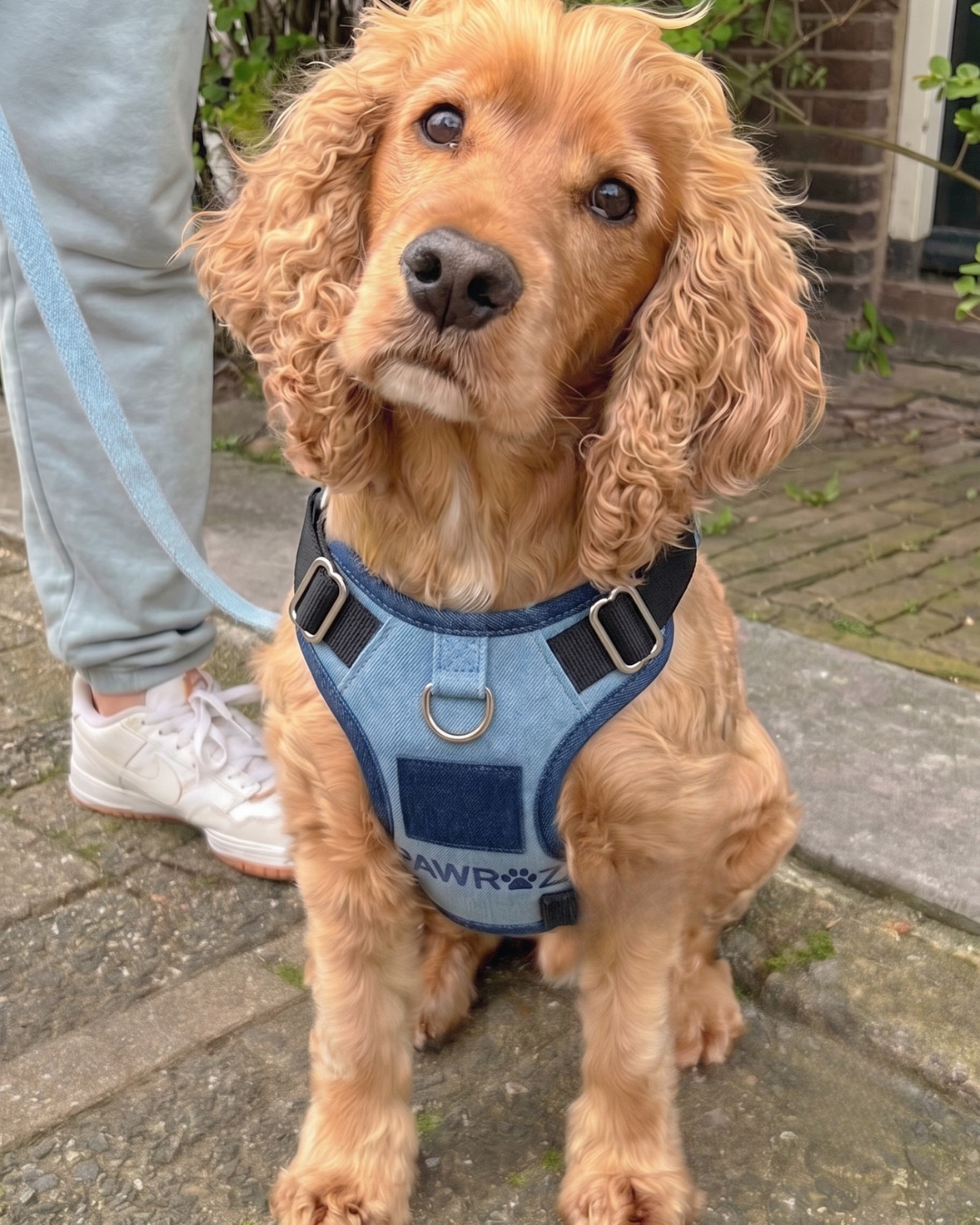 Two-Tone Blue Denim Dog Harness
