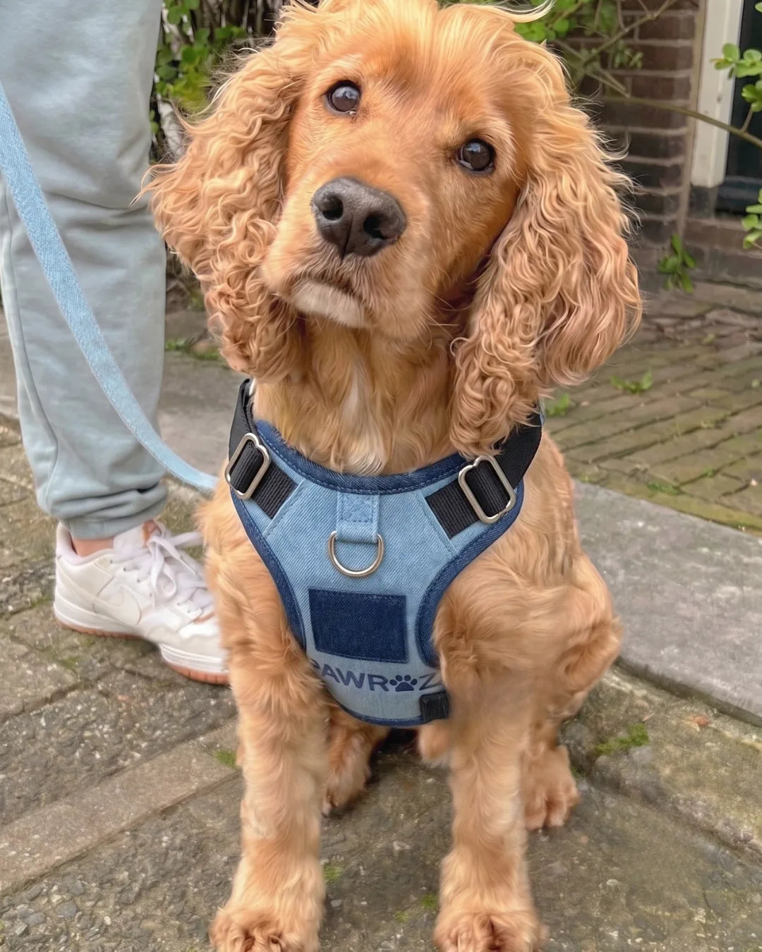 Two-Tone Blue Denim Dog Harness