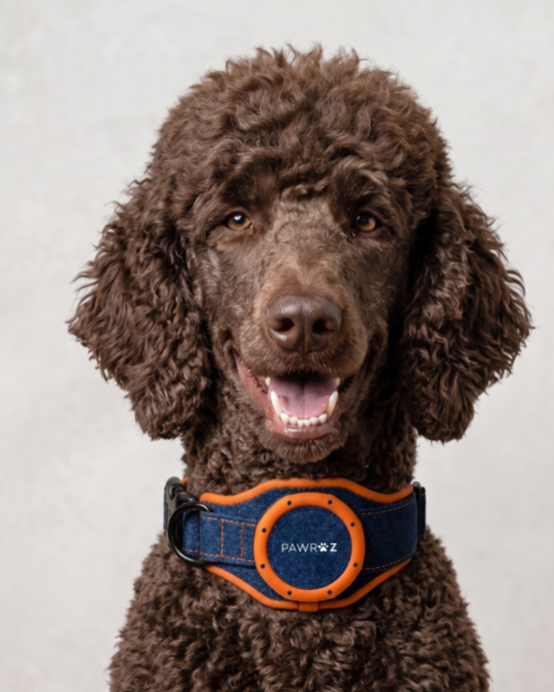 Royal Pup Dog Collar & Leash
