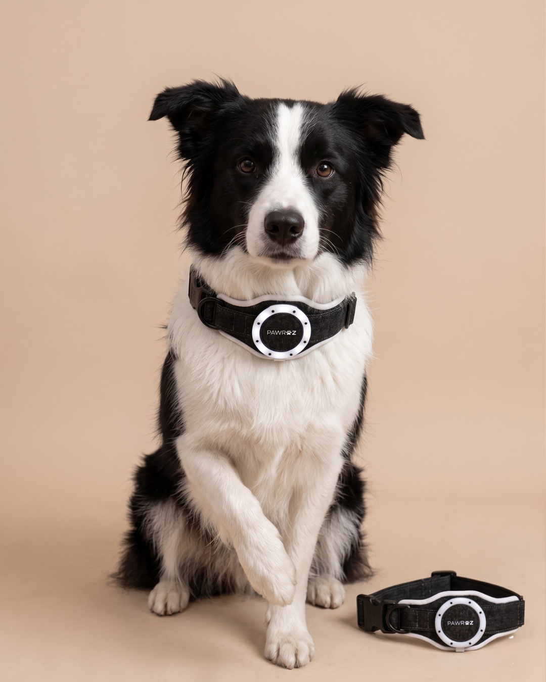 Royal Pup Dog Collar & Leash