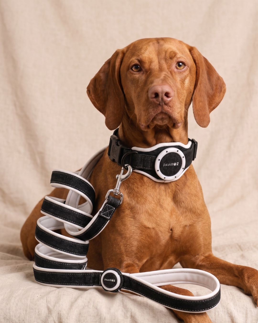 Royal Pup Dog Collar & Leash