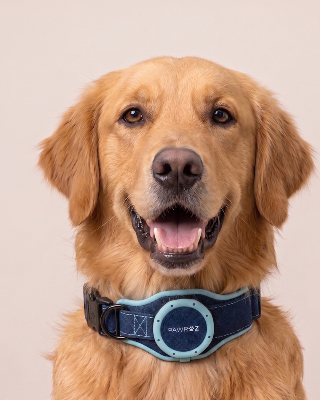 Royal Pup Dog Collar & Leash