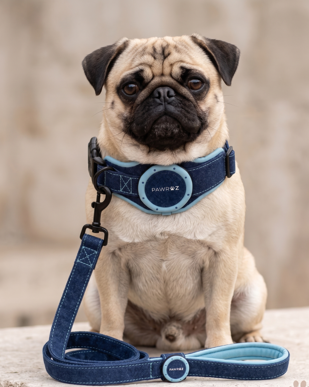 Royal Pup Dog Collar & Leash