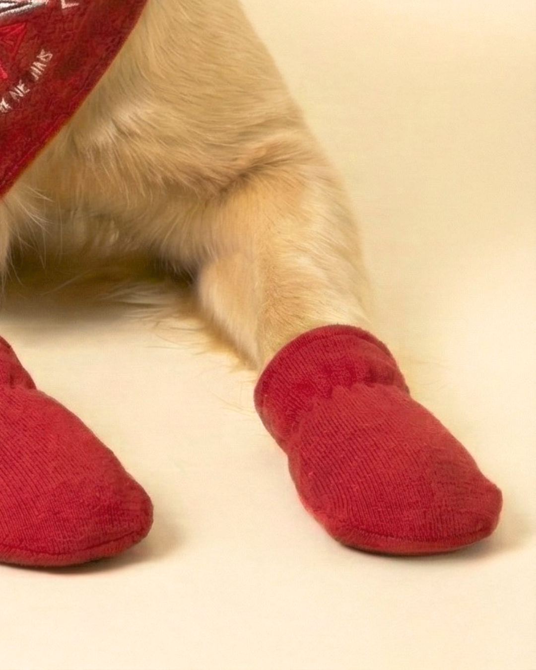 Pawroz Red Compass Bandana & 4 Socks Set