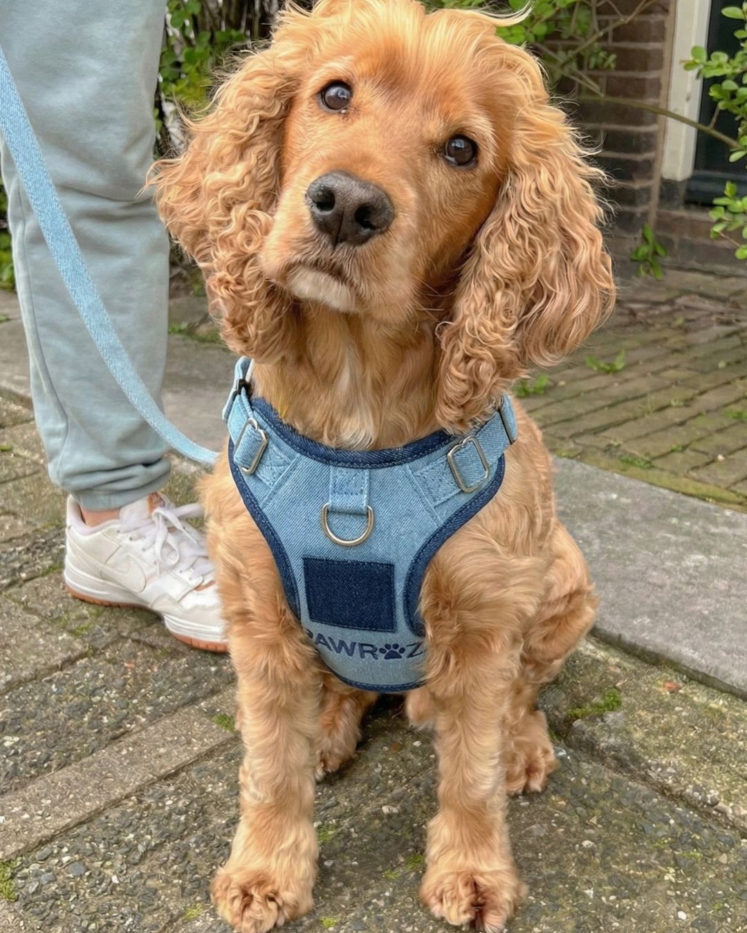 Two-Tone Blue Denim Harness