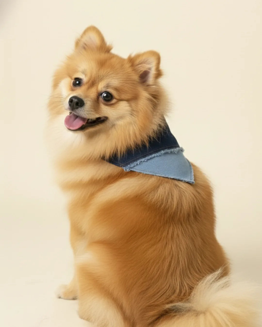 Dog wearing PAWROZ two-tone denim bandana